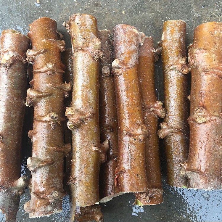 广西黄心木薯种苗新鲜10黄肉面包木薯种子正宗农家特产可食用顺丰,淘宝优惠券,粉丝福利购,淘宝优惠卷