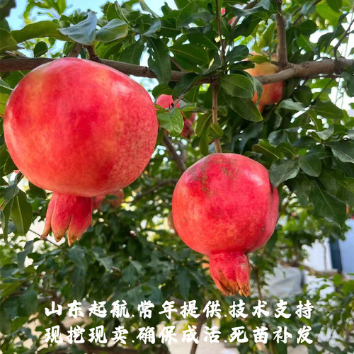山东耐寒泰山红石榴树苗盆栽庭院地栽抗冻硬籽甜石榴苗南北方种植 - 图1