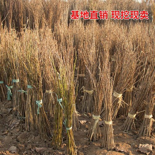 樱花苗樱花树苗日本樱花嫁接早樱晚樱樱花小苗绿化苗当年苗工程苗 - 图0