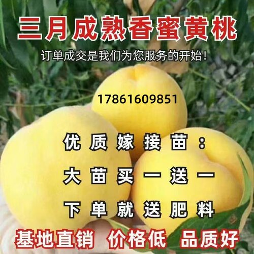特大早熟黄桃树苗 嫁接优质果树苗当年结果 超甜南北方种植果树苗 - 图2