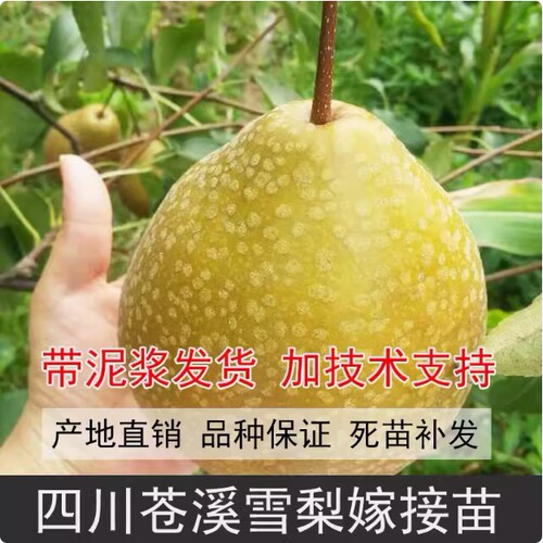 正宗四川雪梨树果苗翠冠梨子树苗黄金梨树苗南方种植苗水果树大全 - 图0