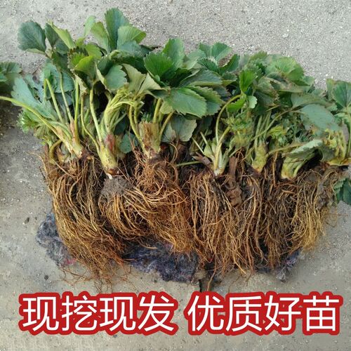 脱毒四季草莓苗奶油草莓苗果树果苗带土带花带果盆栽食用草莓秧 - 图0