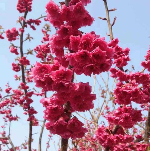 园林绿化苗庭院植物嫁接樱花树苗红花日本樱花苗台湾牡丹樱花树苗 - 图1