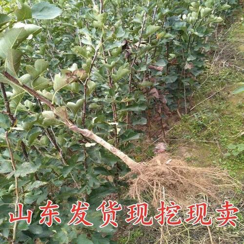特大山楂树苗嫁接山里红山楂苗南北方种植盆栽地栽种植当年结果 - 图0
