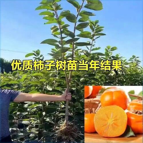 特大超甜柿子树苗无籽无核新品种脆甜柿子耐寒盆栽地栽南北方种植 - 图2