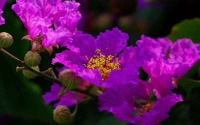 进口美国红火箭紫薇花树苗 庭院绿化风景树 百日红花紫薇花期超长 - 图1