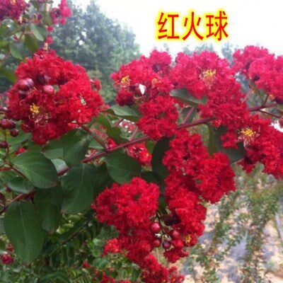 庭院紫薇树苗红花紫薇小苗紫薇花苗红火箭紫薇红火球紫薇紫薇花树 - 图3