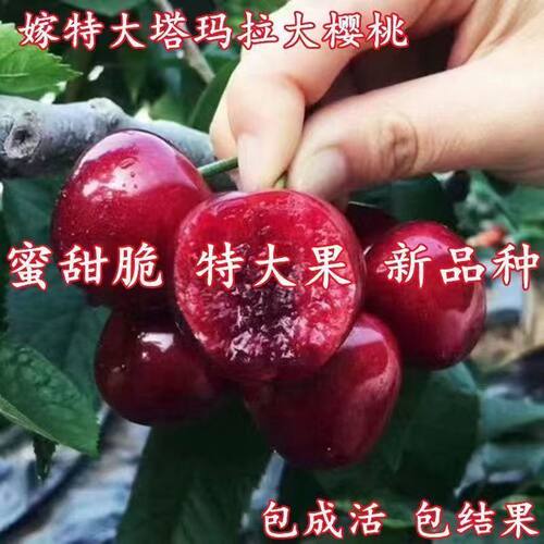 特大巨无霸樱桃树苗超甜无核巨无霸樱桃树苗盆栽地栽南北方种植 - 图1