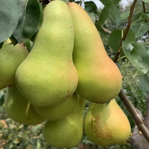 阿巴特梨树苗 长颈葫芦形香梨 西洋梨的优良品种 丰产 大果 - 图1