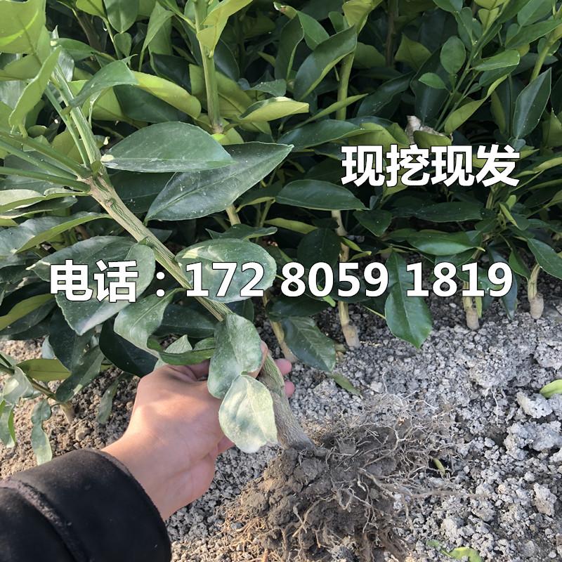 血橙树苗嫁接苗 塔罗科血橙苗 红心血橙子苗 塔罗科血橙脐橙树苗 - 图2