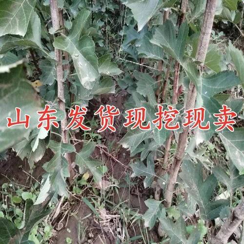 特大山楂树苗嫁接山里红山楂苗南北方种植盆栽地栽种植当年结果 - 图1