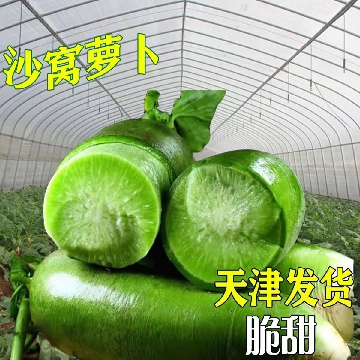 正宗天津沙窝水果萝卜现挖沙窝绿青甜脆水果萝卜型生吃新鲜蔬菜,淘宝优惠券,粉丝福利购,淘宝优惠卷