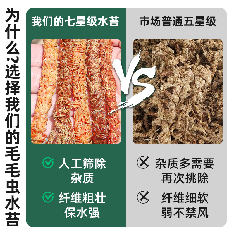 智利进口毛毛虫水苔乌龟冬眠苔藓鹿角蕨蝴蝶兰专用兰花石斛营养土,淘宝优惠券,粉丝福利购,淘宝优惠卷