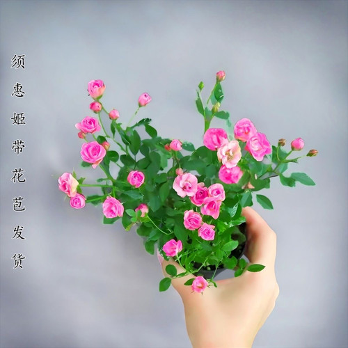 带花苞小盆栽绿植超微月季 开花室内绿植花卉开花机器 - 图1