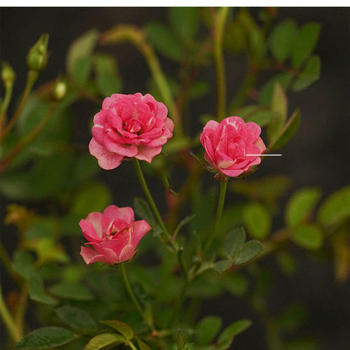 带花苞小盆栽绿植超微月季 开花室内绿植花卉开花机器 - 图2
