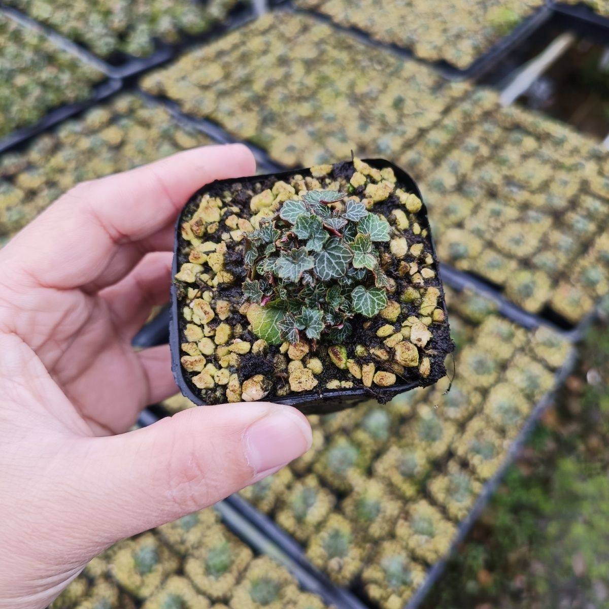 日本姬虎耳七变化御所车好养室内桌面小盆栽四季常青微型绿植盆景,淘宝优惠券,粉丝福利购,淘宝优惠卷