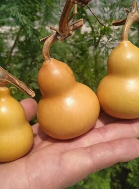 精品手捻文玩天然葫芦工艺品