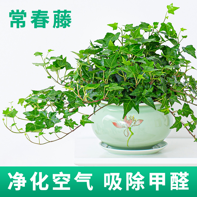 常春藤盆栽植物挂墙阳台室内水培爬藤植物北欧风吊兰长春藤常青藤 - 图0