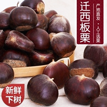 Zhengjong Relocation West Fresh Chestnut Raw Chestnut Fresh Chestnuts New Goods West Big Grain Now Off Hebei Yanshan Wild Big Oil Chestnut Seeds