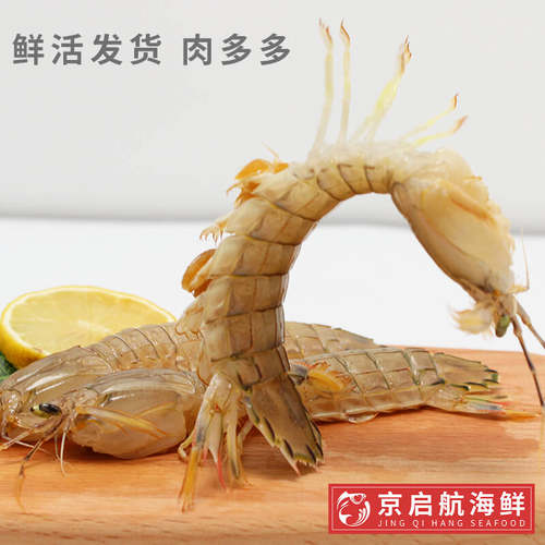 500g现货全母皮皮虾新鲜活海鲜琵琶虾虾爬子濑尿虾姑富贵虾水产 - 图0