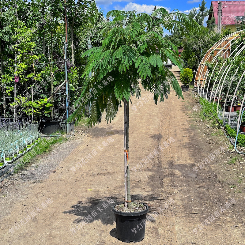 合欢树苗芙蓉树苗绒花树银叶金合欢花树苗树木庭院遮阳南北方种植 - 图2