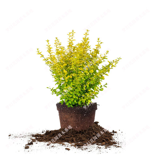 亮晶女贞球树苗棒棒糖树球型植物造型树庭院花境色块亮金女贞小苗 - 图3