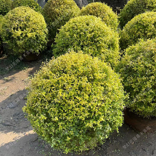 亮晶女贞球树苗棒棒糖树球型植物造型树庭院花境色块亮金女贞小苗 - 图2