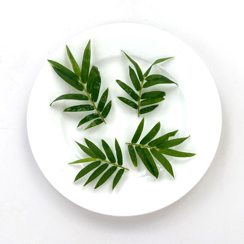 新鲜细叶竹 小竹叶 凤尾竹20片 西餐日料冷菜摆盘烘焙点缀装饰 - 图1