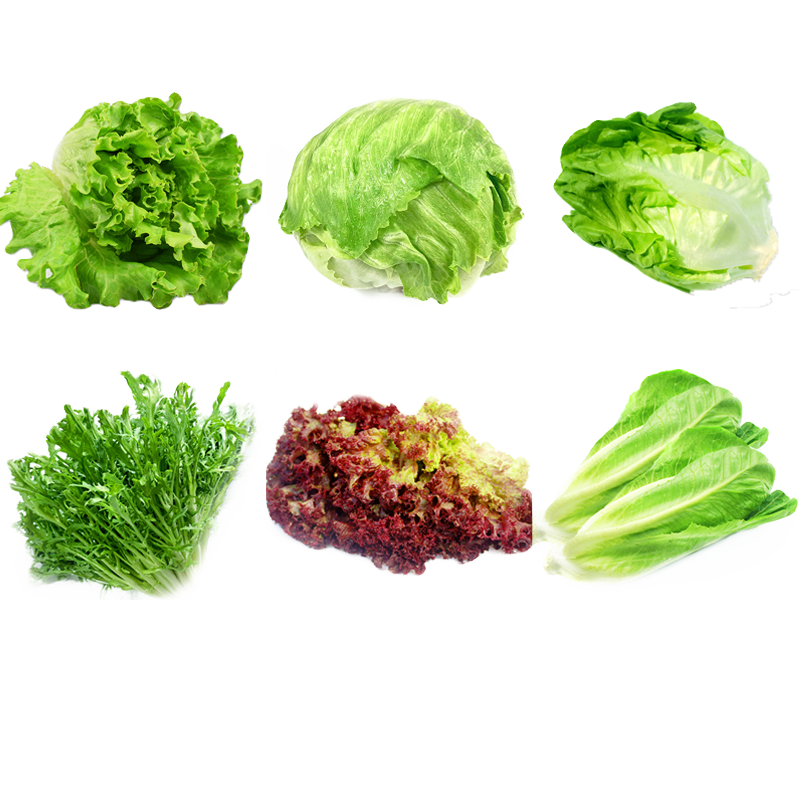 新鲜沙拉蔬菜组合3.5斤球生菜红叶绿叶生菜轻食生吃沙拉食材-图3