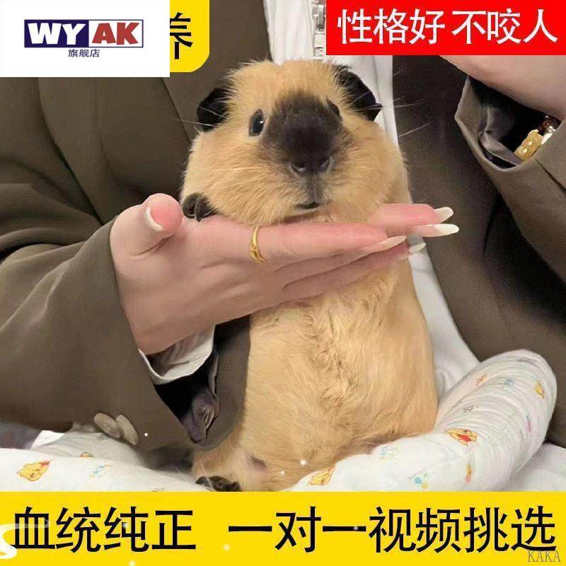 荷兰猪活物宠物卡皮巴拉鼠豚鼠兔彩兔幼崽疫苗已打过,淘宝优惠券,粉丝福利购,淘宝优惠卷