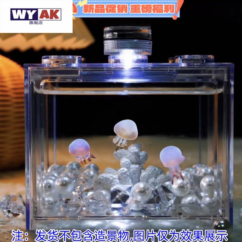 家养小水母活物缸饲养好养儿童适合学生宠物动物迷你懒人宿舍赤月 - 图2