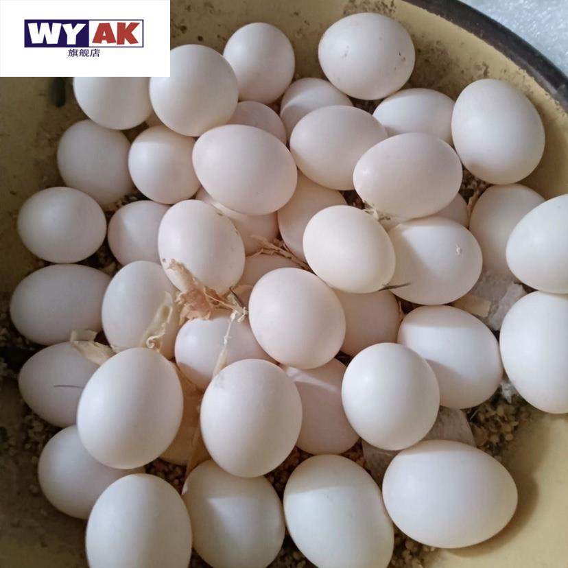 牡丹鹦鹉受精蛋种蛋可孵化玄风虎皮种蛋当天新鲜蛋受精率高品质受,淘宝优惠券,粉丝福利购,淘宝优惠卷