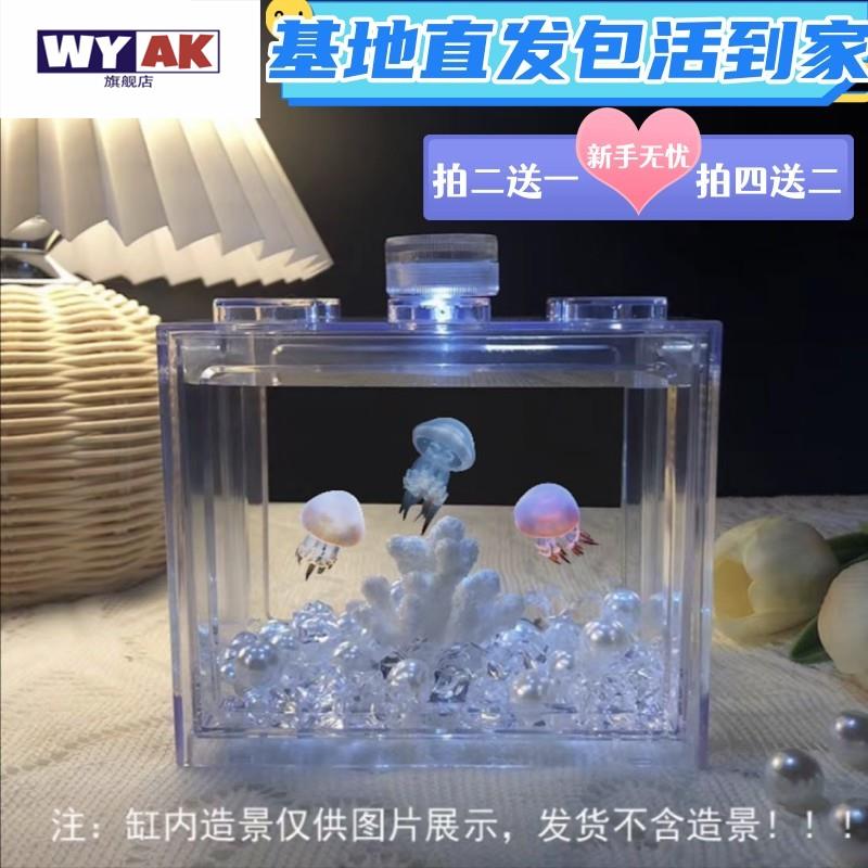 家养小水母活物缸饲养好养儿童适合学生宠物动物迷你懒人宿舍赤月 - 图1