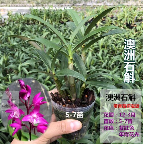 澳洲香水石斛 澳洲石斛兰铁皮石斛盆栽开  澳洲石斛 - 图1