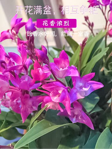 澳洲香水石斛 澳洲石斛兰铁皮石斛盆栽开  澳洲石斛 - 图2