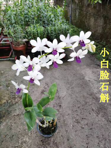 超香红心石斛 秋带花苞好养兰花苗室内绿植花卉 - 图0