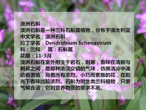 澳洲香水石斛 澳洲石斛兰铁皮石斛盆栽开  澳洲石斛 - 图0