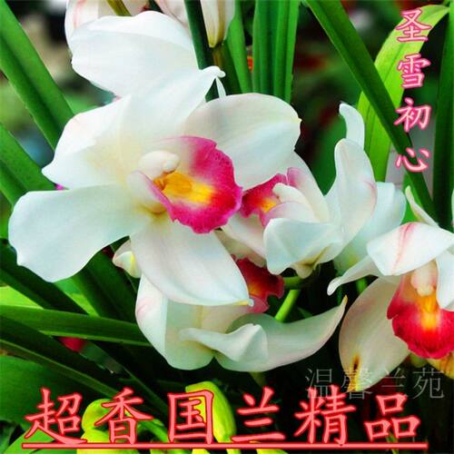 超香兰花 佳人香兰 室内盆栽花卉绿植 - 图1