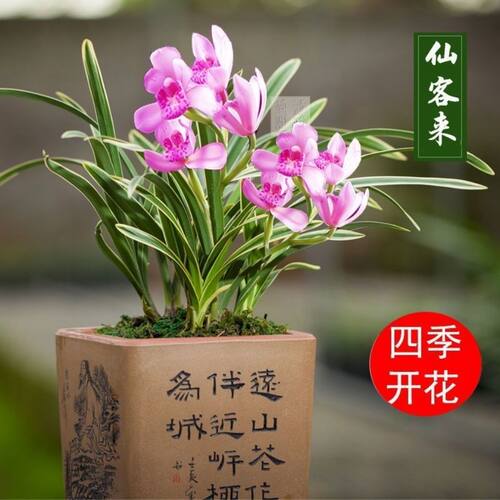 浓香型四季兰 金边矮种兰花苗兰花盆栽阳台花卉 - 图1