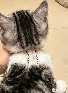 精致宠物发夹发夹夹子猫咪驱虫分毛夹具宠物发夹狗狗ins风