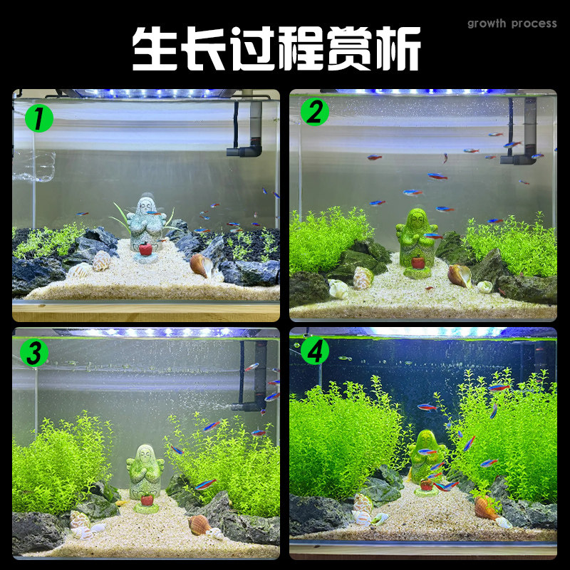 无菌杯日本高珍珠水草植物生态鱼缸造景阴性前中后景净水下叶草坪,淘宝优惠券,粉丝福利购,淘宝优惠卷