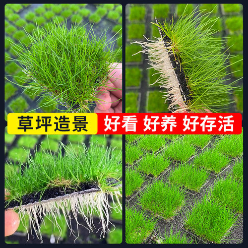 前景草爬地矮珍珠鱼缸水草植物真草活净水阴性草新手无菌杯牛毛 - 图1