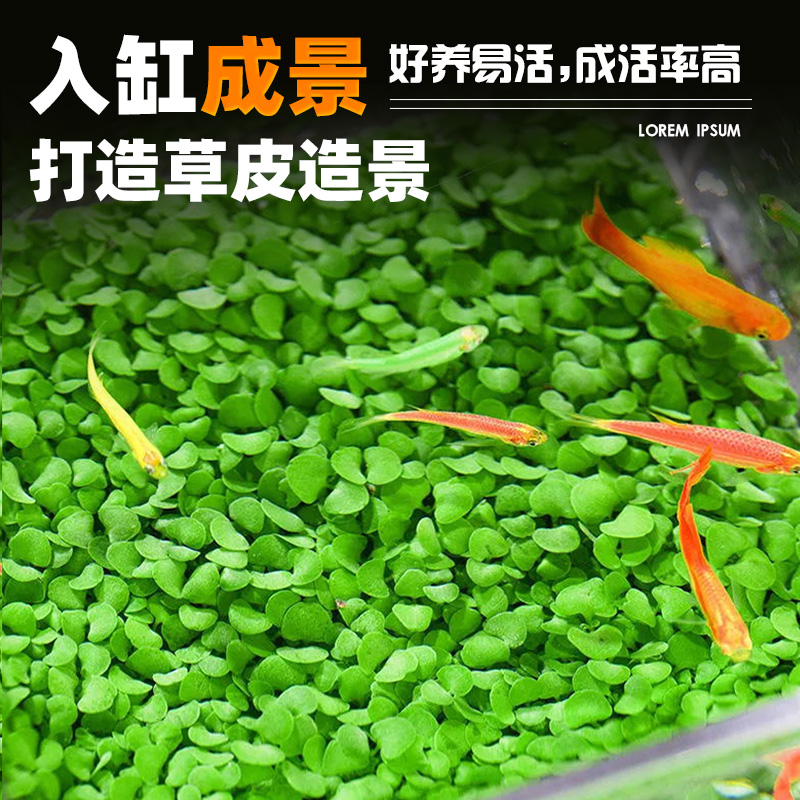 爬地矮珍珠水草日本趴地高珍珠草植物生态鱼缸造景草坪专用净水草