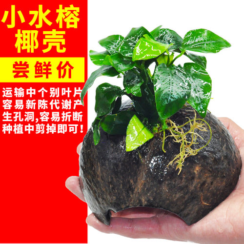 椰壳水草水草躲避屋懒人沉木水草鱼缸植物草缸造景真水草后景阴性 - 图2