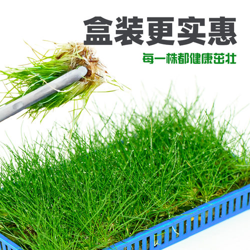 前景草爬地矮珍珠鱼缸水草植物真草活净水阴性草新手无菌杯牛毛 - 图0
