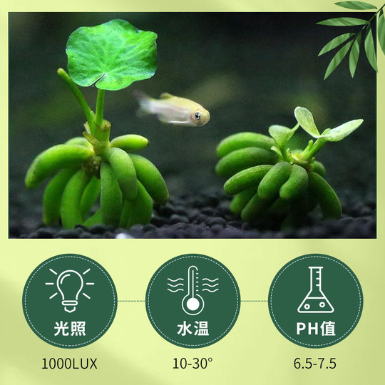 Banana, water plants, fish tank landscaping for beginners and lazy people