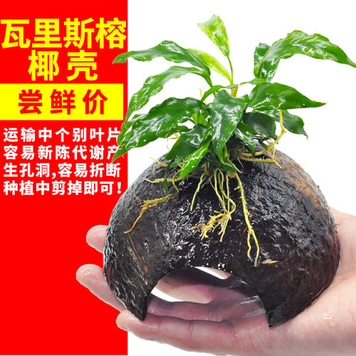 椰壳水草水草躲避屋懒人沉木水草鱼缸植物草缸造景真水草后景阴性 - 图1