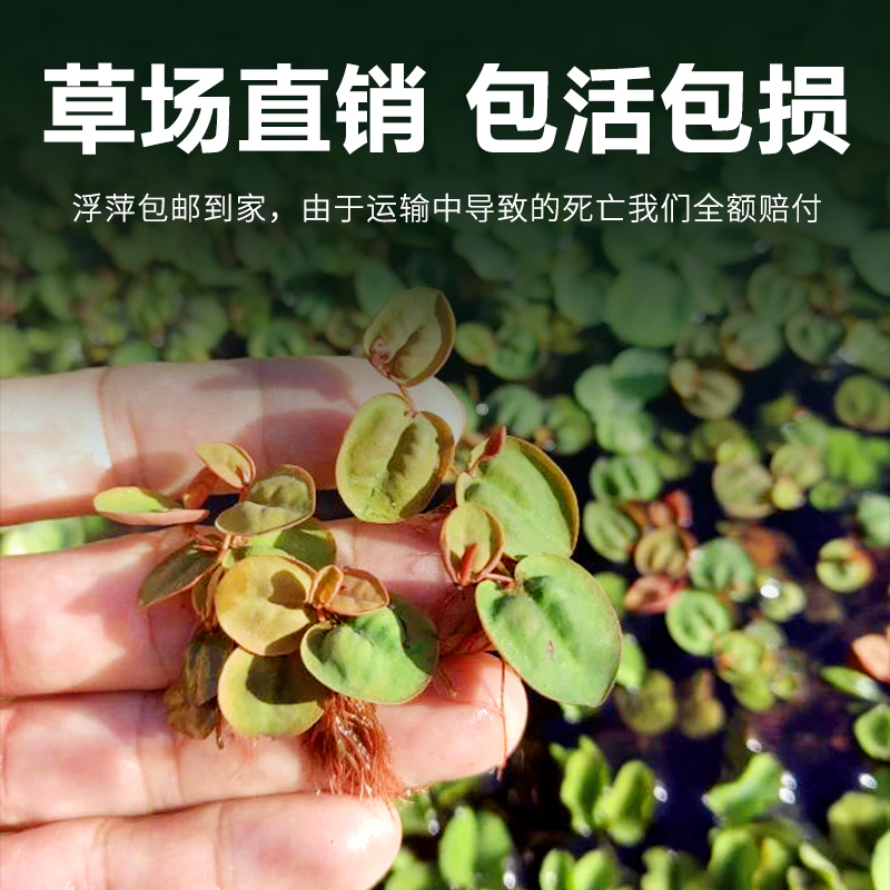 浮萍水草植物鱼缸造景冒泡水培一叶莲水芙蓉水葫芦睡莲净水真水草