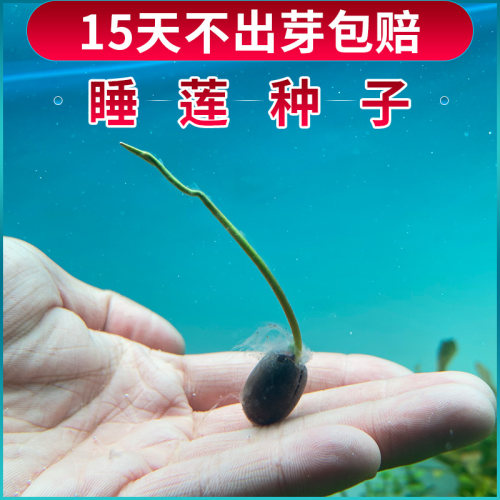 一叶莲浮萍水草水培植物水葫芦鱼缸造景水芙蓉真草水生睡碗莲净水 - 图3