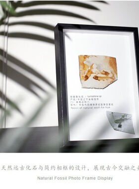 狼鳍鱼化石标本装饰摆件科普教学